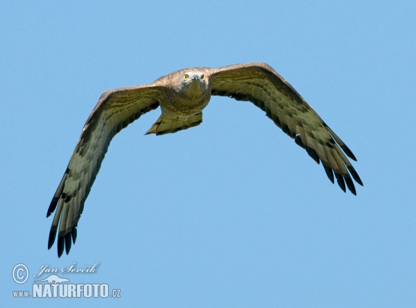 Wespenbussard (Pernis apivorus)