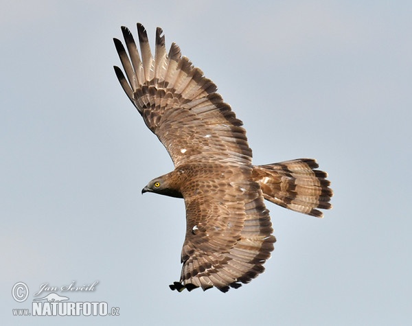 Wespenbussard (Pernis apivorus)