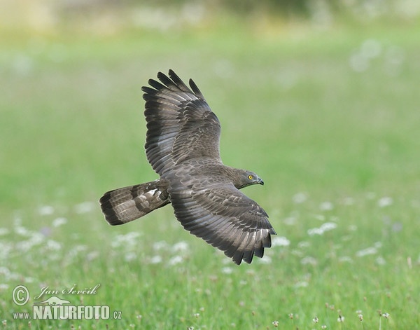 Wespenbussard (Pernis apivorus)