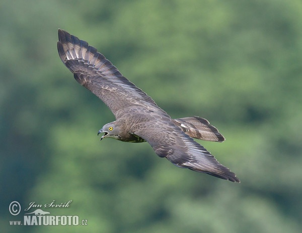 Wespenbussard (Pernis apivorus)