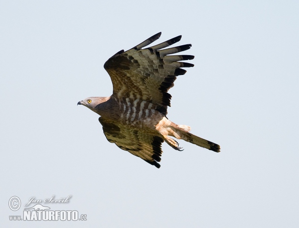 Wespenbussard (Pernis apivorus)