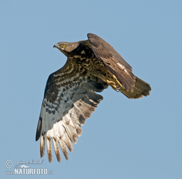 Wespenbussard (Pernis apivorus)