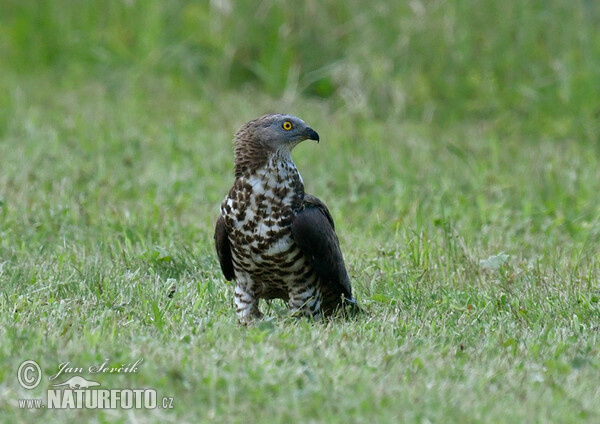 Wespenbussard (Pernis apivorus)