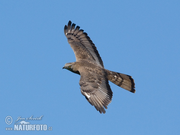 Wespenbussard (Pernis apivorus)