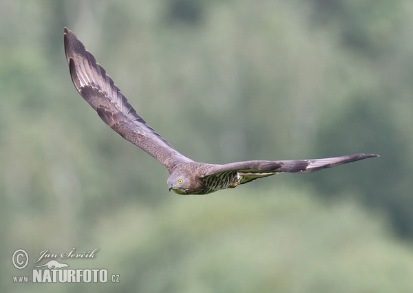 Wespenbussard (Pernis apivorus)