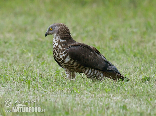 Wespenbussard (Pernis apivorus)