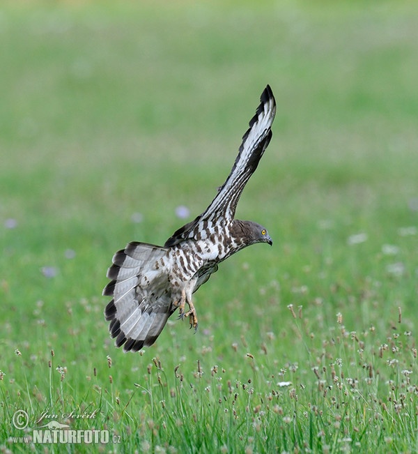 Wespenbussard (Pernis apivorus)