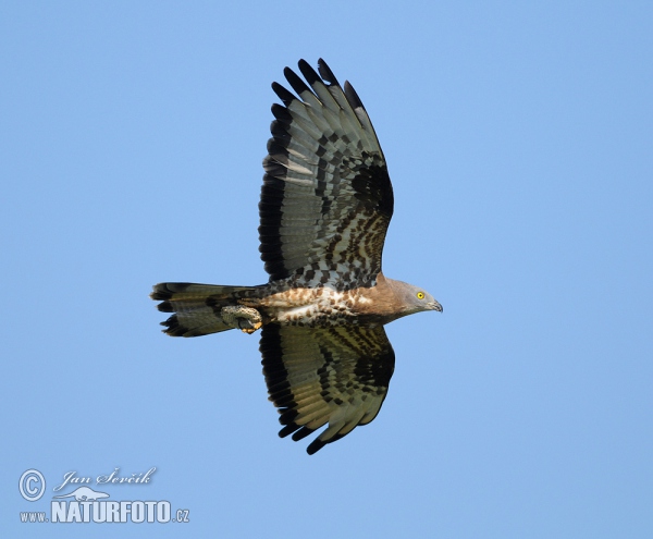 Wespenbussard (Pernis apivorus)