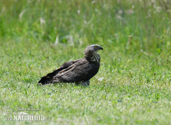 Wespenbussard (Pernis apivorus)