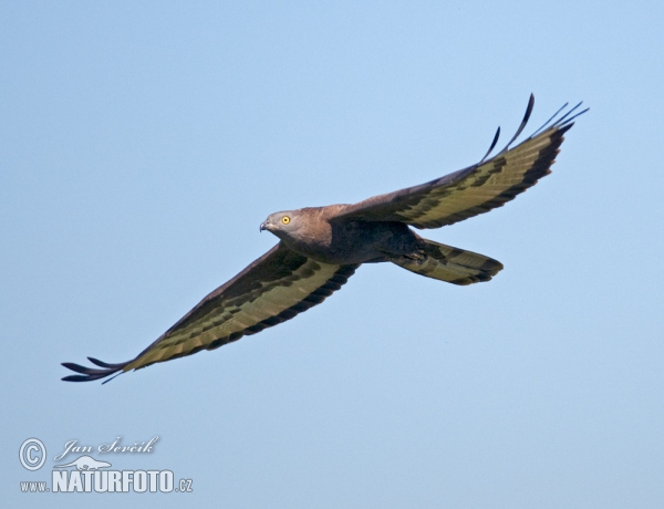 Wespenbussard (Pernis apivorus)