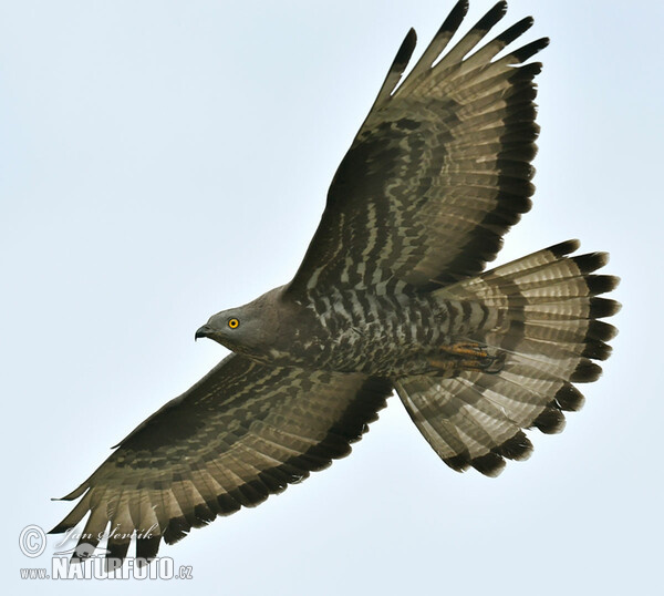 Wespenbussard (Pernis apivorus)