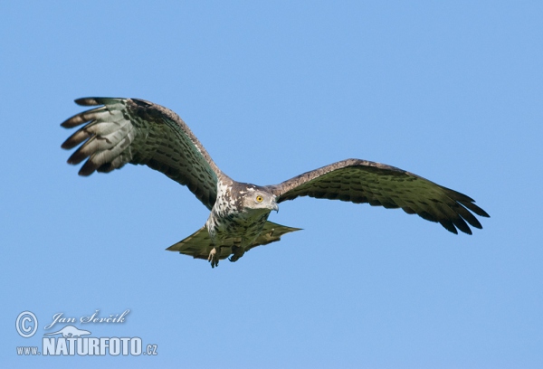 Wespenbussard (Pernis apivorus)