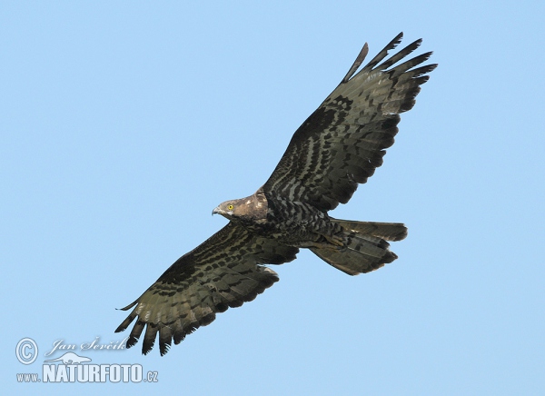 Wespenbussard (Pernis apivorus)