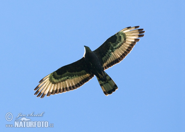 Wespenbussard (Pernis apivorus)