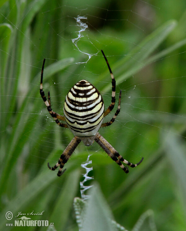 Wespenspinne (Argiope bruennichi)