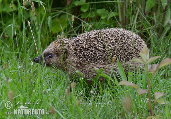 Westigel (Erinaceus europaeus)