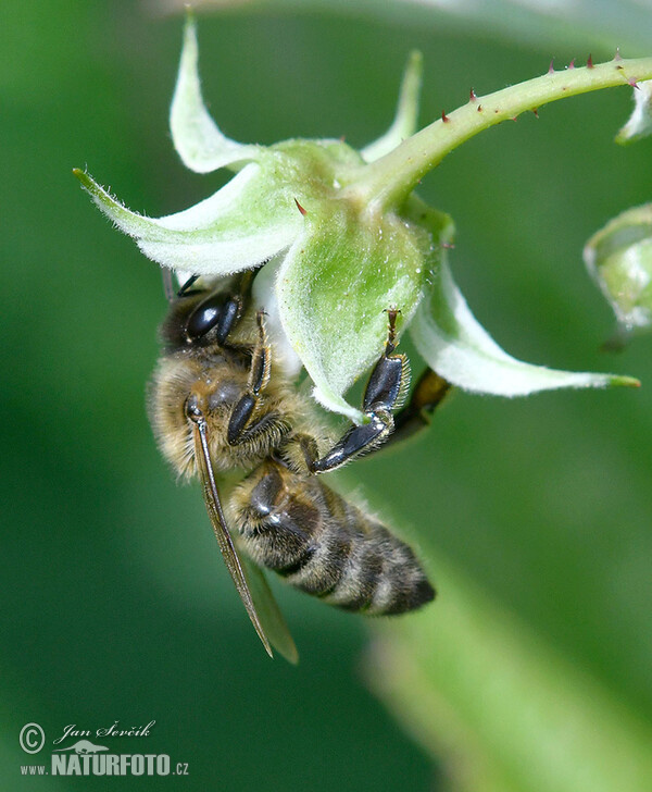 Westliche Honigbiene (Apis mellifera)