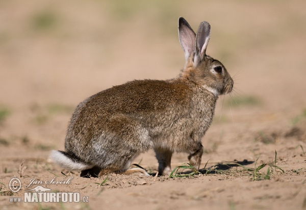 Wildkaninchen (Oryctolagus cuniculus)