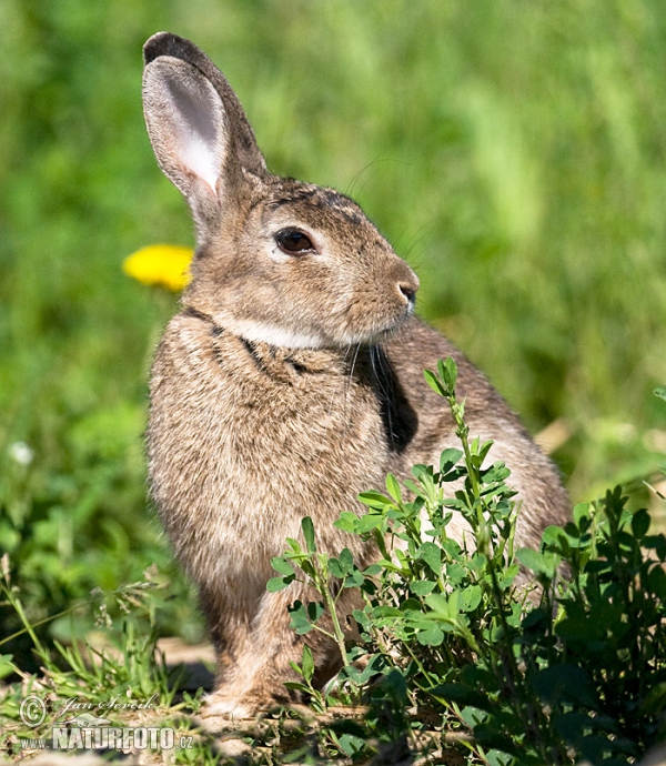 Wildkaninchen (Oryctolagus cuniculus)