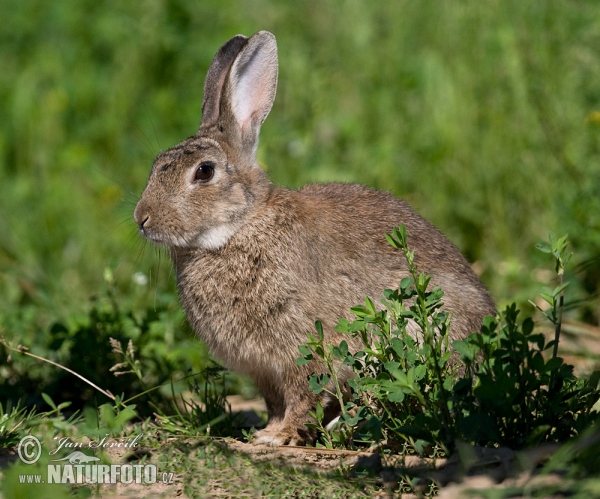 Wildkaninchen (Oryctolagus cuniculus)