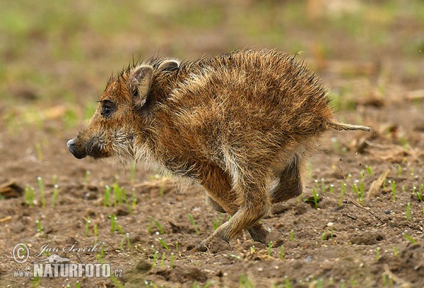 Wildschwein (Sus scrofa)