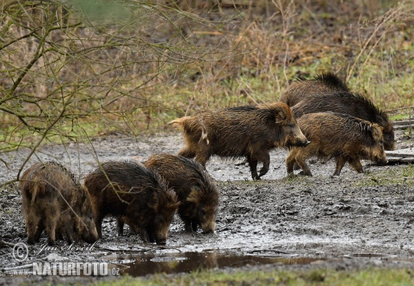 Wildschwein (Sus scrofa)