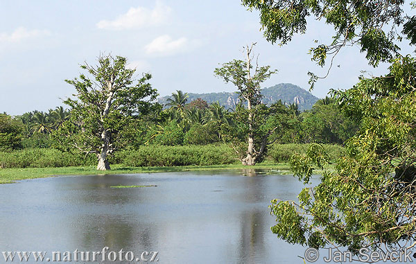 Wirawila Landschaft (CL)