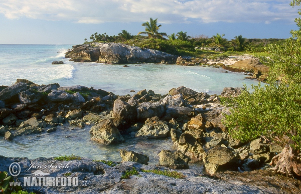 Yucatan (MEX)