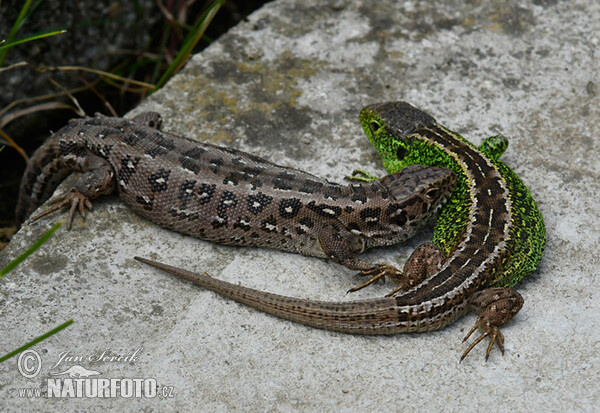 Zauneidechse (Lacerta agilis)