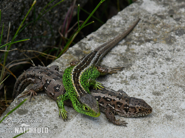 Zauneidechse (Lacerta agilis)