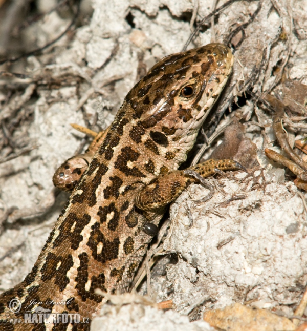 Zauneidechse (Lacerta agilis)