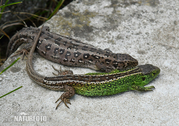 Zauneidechse (Lacerta agilis)