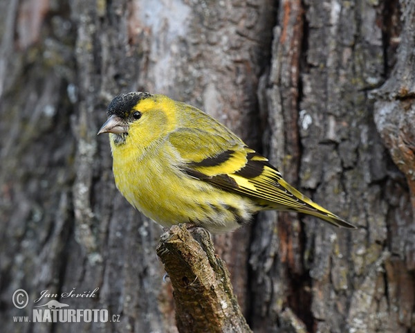 Zeisig (Carduelis spinus)