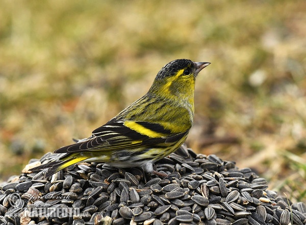 Zeisig (Carduelis spinus)