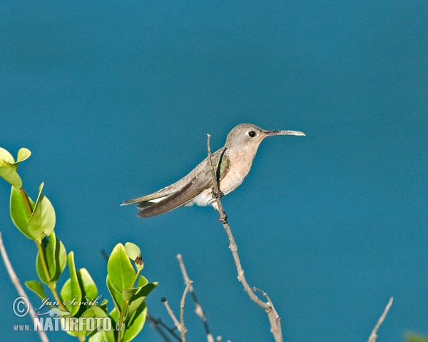 Zimtbrustkolibri (Leucippus fallax)