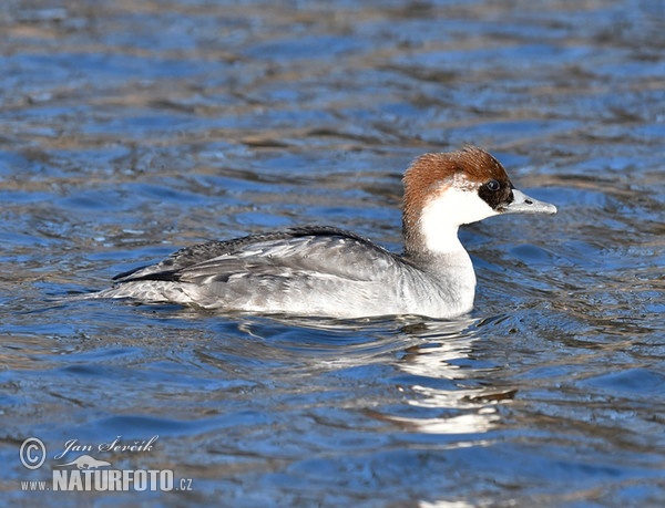 Zwergsäger (Mergus albellus)