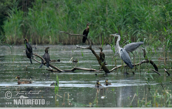 Zwergscharbe (Phalacrocorax pygmaeus)