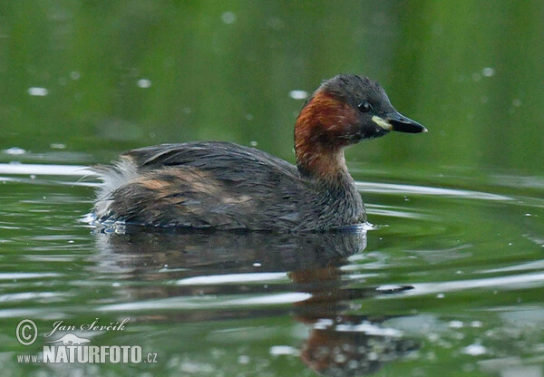 Zwergtaucher (Tachybaptus ruficollis)