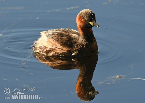 Zwergtaucher (Tachybaptus ruficollis)