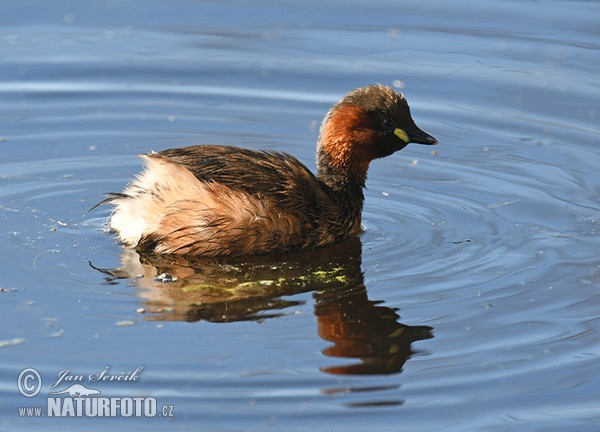 Zwergtaucher (Tachybaptus ruficollis)