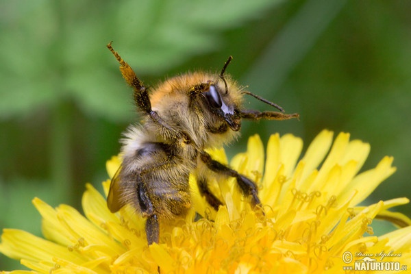 Ackerhummel (Bombus pascuorum)