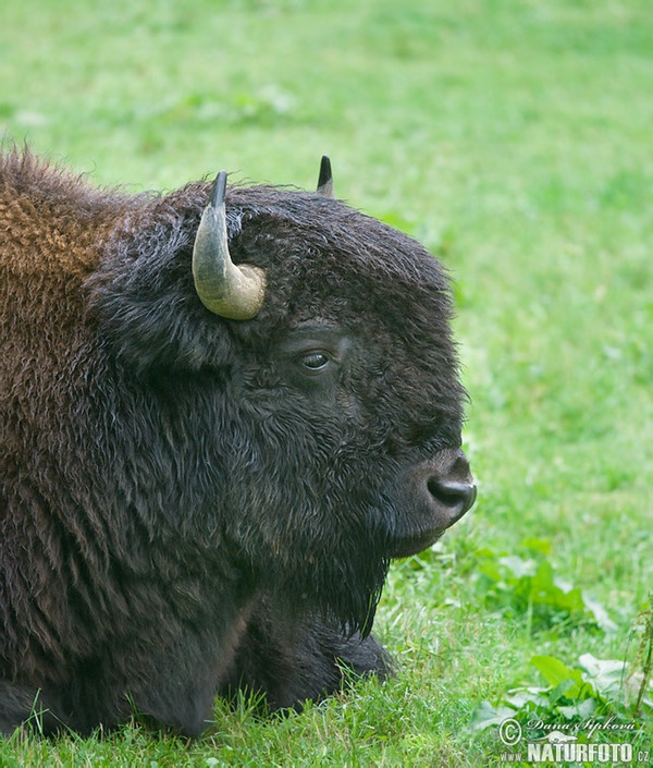 Amerikanischer Bison (Bison bison)