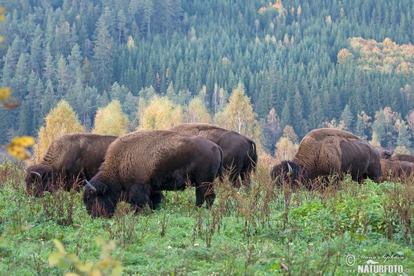 Amerikanischer Bison (Bison bison)