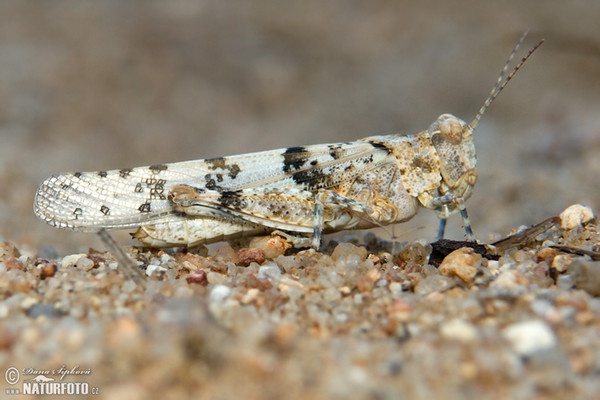 Blauflügelige Ödlandschrecke (Oedipoda caerulescens)