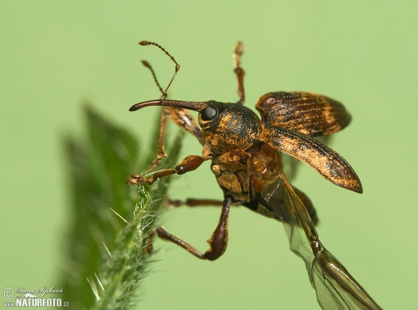 Bohrer (Curculio sp.)