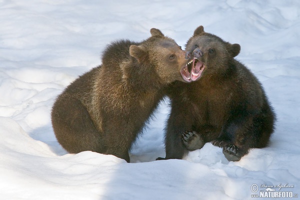 Braunbär (Ursus arctos)