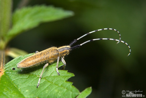 Distelbock (Agapanthia villosoviridescens)