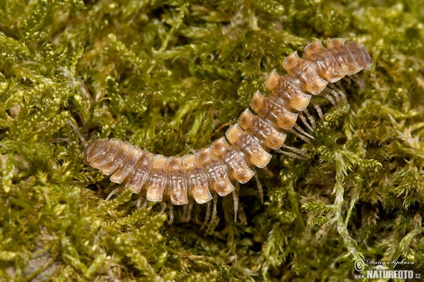 Doppelfüsser (Polydesmus complanatus)