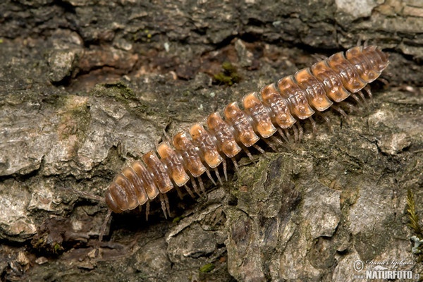 Doppelfüsser (Polydesmus complanatus)