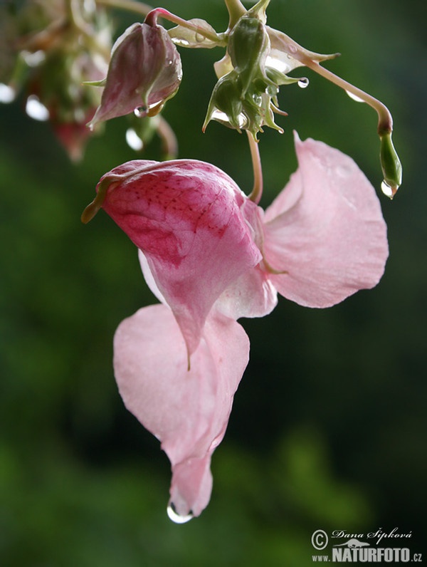 Drüsiges Springkraut (Impatiens glandulifera)